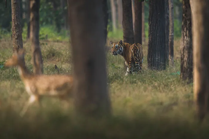 The Prey And Predator