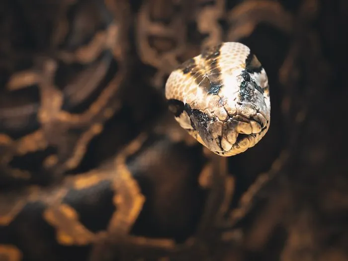 The Python