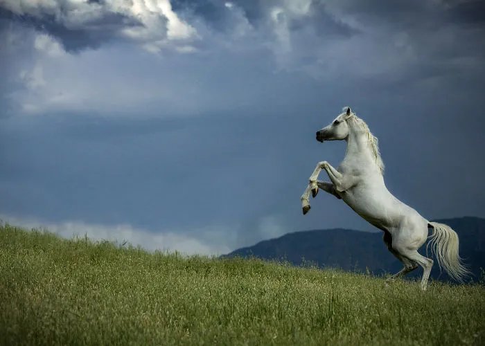 White Pegasus