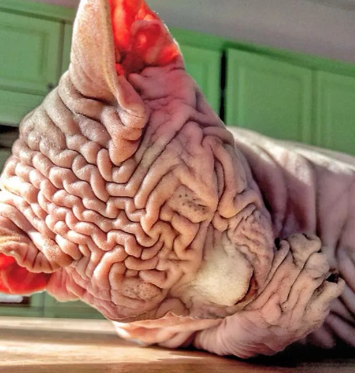 This Extra-Wrinkly Evil-Looking Cat Is Actually Very Lovely (30 Pics)