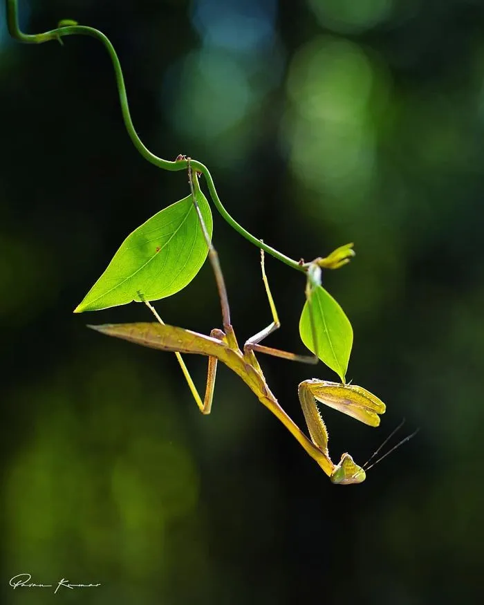 Incredible Photos Of An Indian Who Presents Insects In A Unique Way