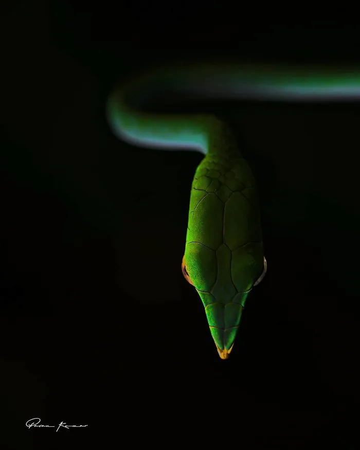 Incredible Photos Of An Indian Who Presents Insects In A Unique Way