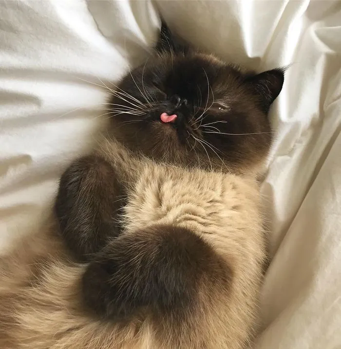 Este es Ikiru, el gato con la lengua fuera que ha conquistado internet (30 fotos)