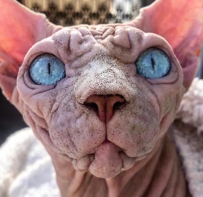 This Extra-Wrinkly Evil-Looking Cat Is Actually Very Lovely (30 Pics)