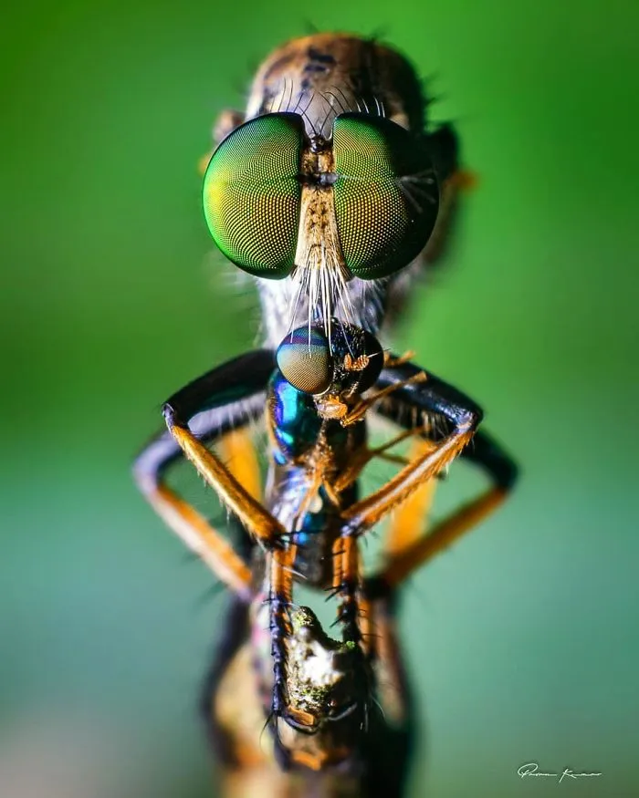 Indian Photographer Captures Colorful Spiders And Other Cute Critters In His Stunning Photographs (71 Pics)