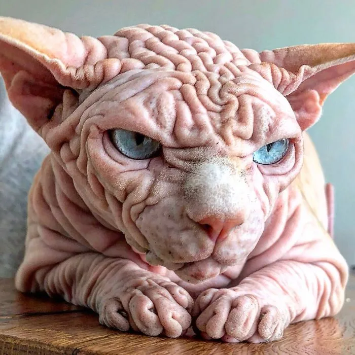 This Extra-Wrinkly Evil-Looking Cat Is Actually Very Lovely (30 Pics)