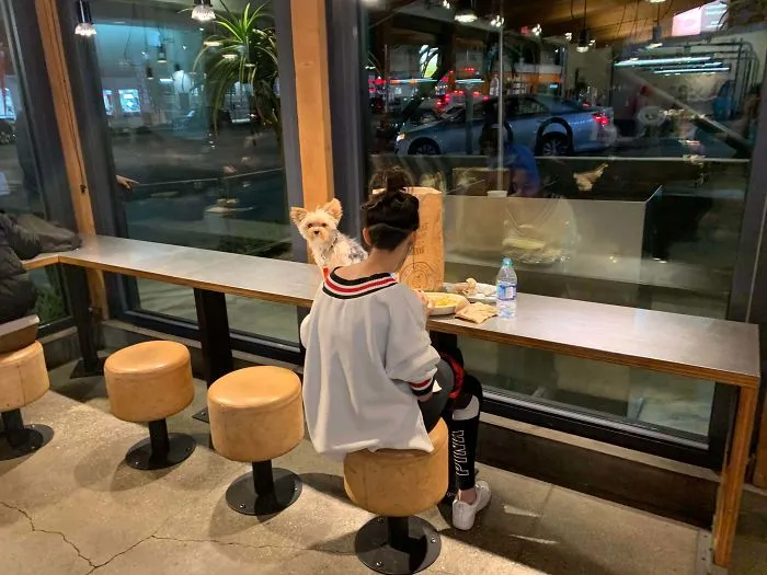 Esta persona pensó que estaba bien poner al perro sobre el mostrador donde las personas comen