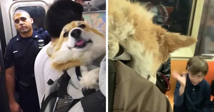 Guy Carries His Corgi In His Backpack, Brightens Everyone's Day As They Commute (31 Pics)