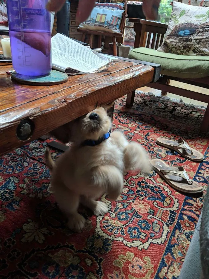El nuevo perro de mis padres, calculó mal su salto