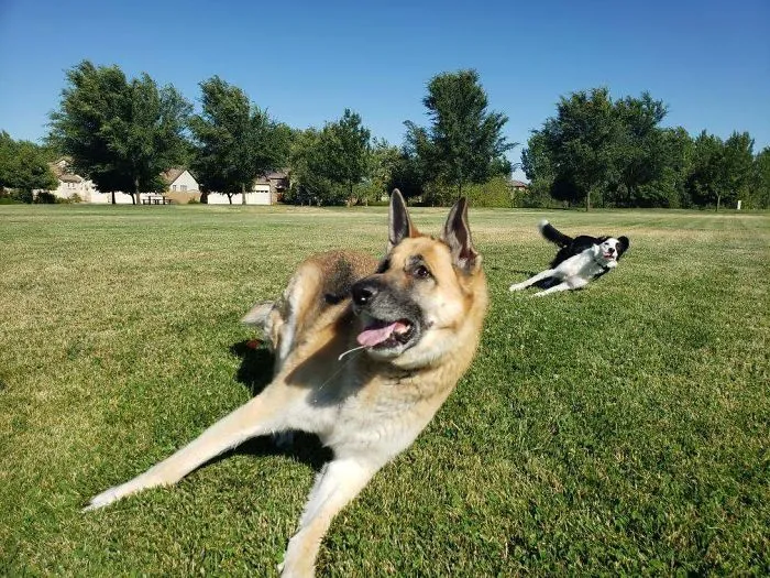 Esta foto que tomé de mis perros cuando lanzaba la pelota