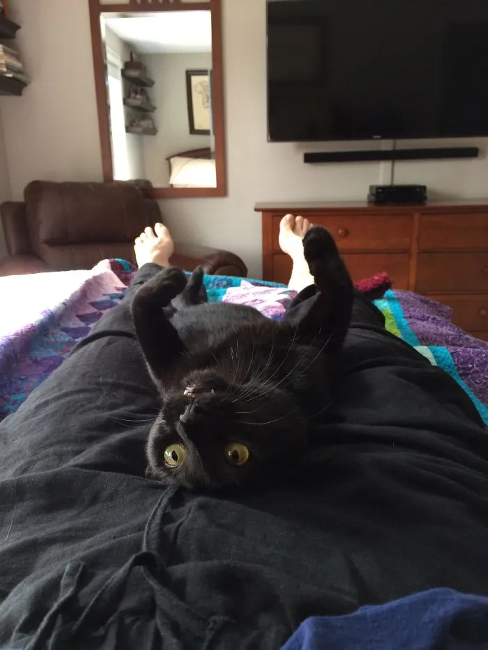 Black cat lying upside down on a person's lap, in a cozy room with a TV and mirror in the background.