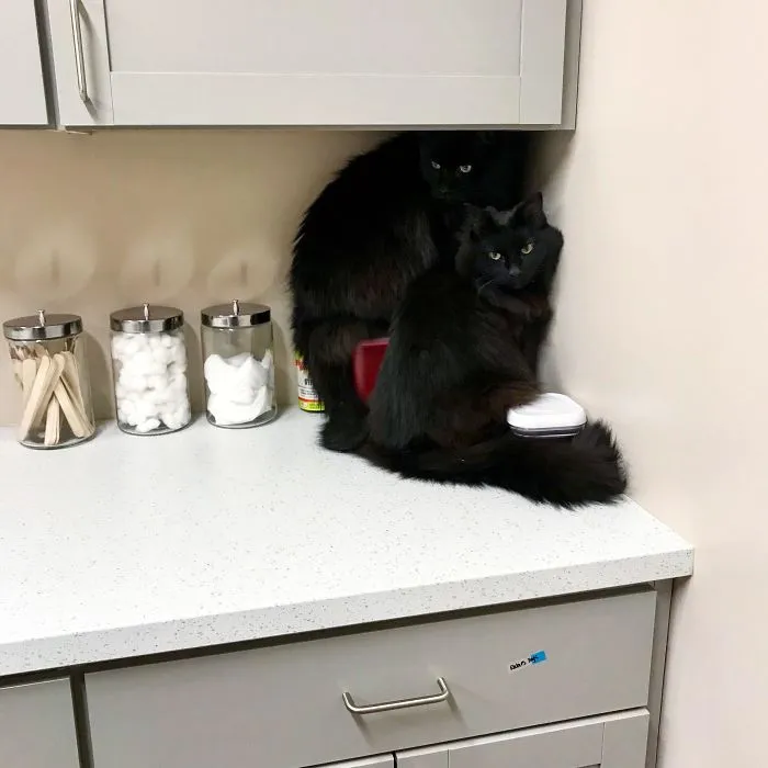 Two black cats sitting on a white countertop, surrounded by jars, debunking myths about bad luck.