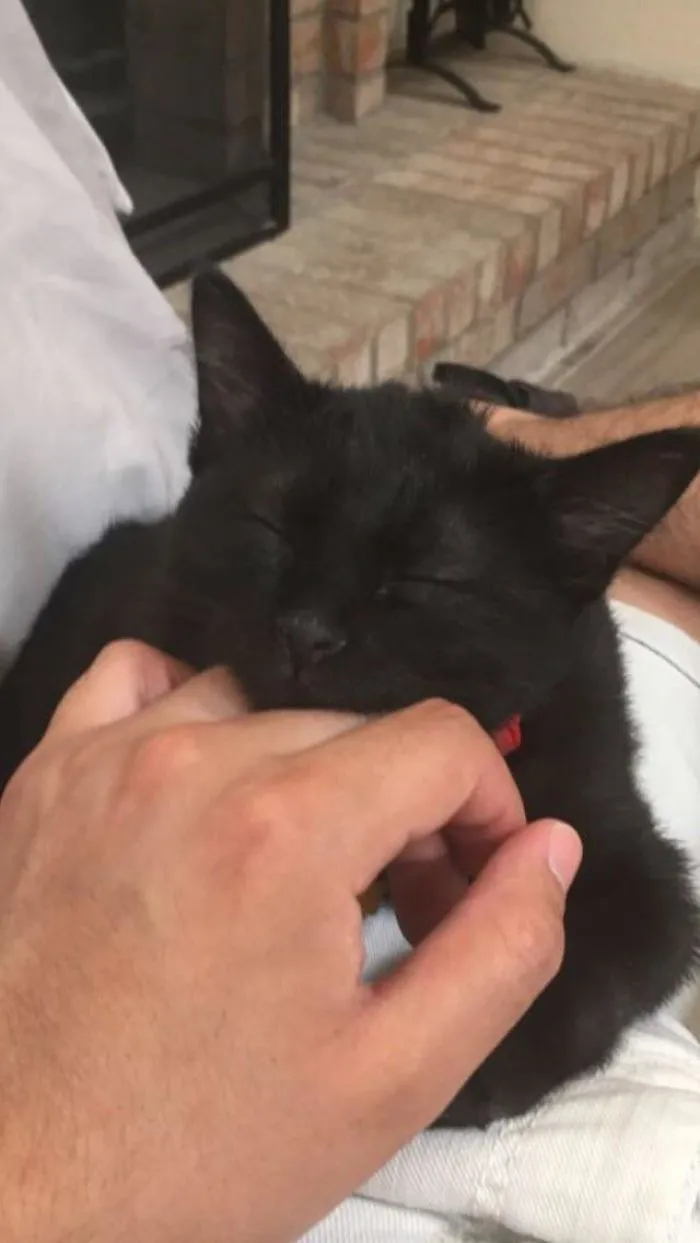 A black cat peacefully resting on a person's lap, showcasing its gentle nature.