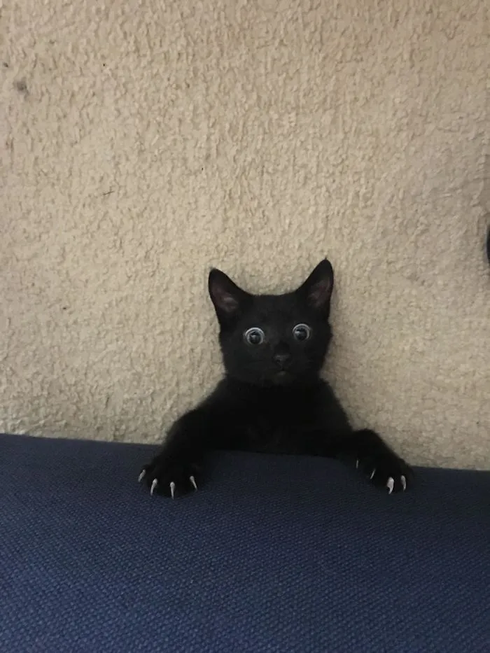 40 Reconfortantes fotos de gatos negros para demostrar que no tienen nada que ver con la mala suerte
