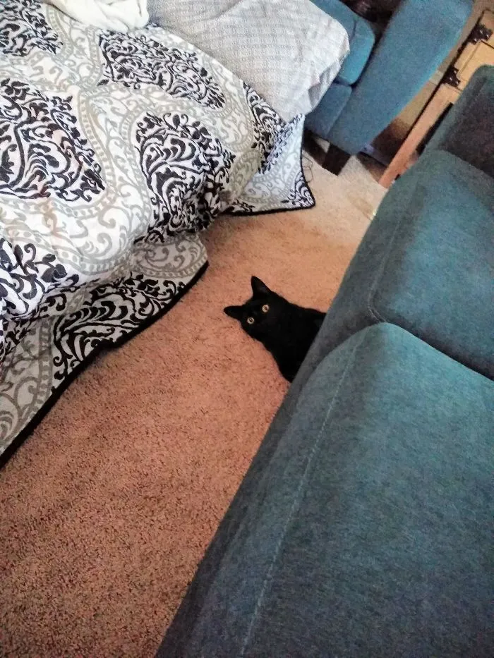 Black cat peeking from under a bed, showcasing its curiosity and playfulness.