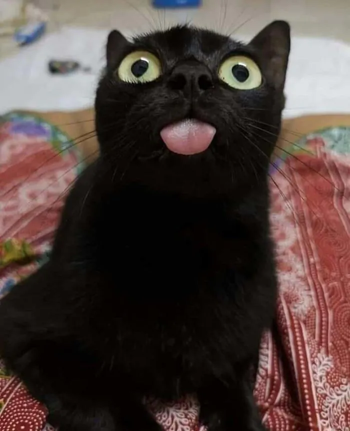 40 Reconfortantes fotos de gatos negros para demostrar que no tienen nada que ver con la mala suerte