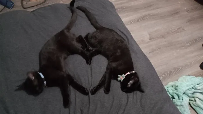 40 Reconfortantes fotos de gatos negros para demostrar que no tienen nada que ver con la mala suerte