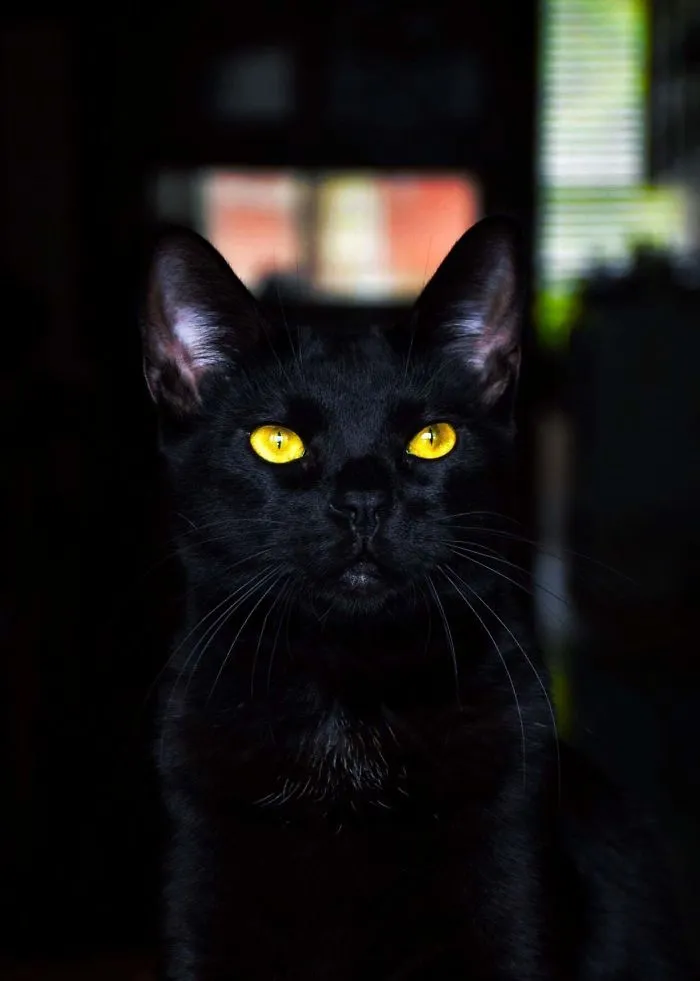 40 Reconfortantes fotos de gatos negros para demostrar que no tienen nada que ver con la mala suerte