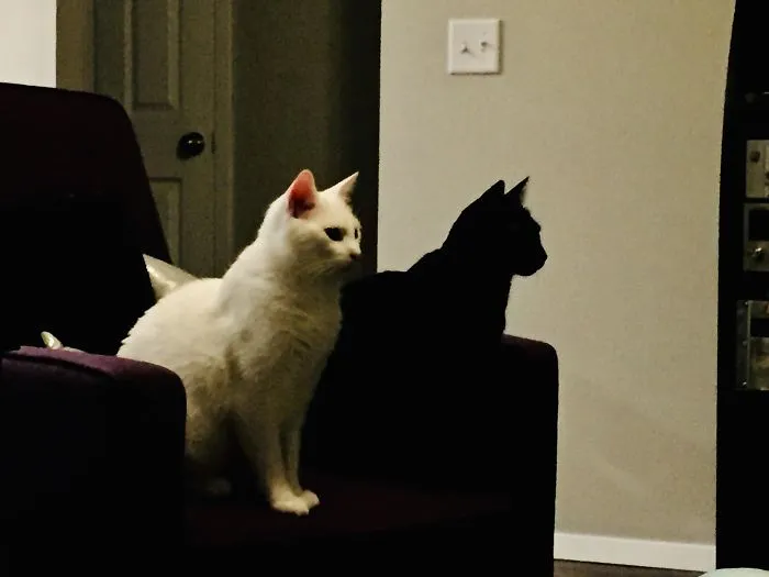 40 Reconfortantes fotos de gatos negros para demostrar que no tienen nada que ver con la mala suerte