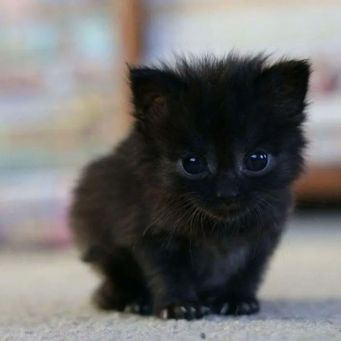 40 Reconfortantes fotos de gatos negros para demostrar que no tienen nada que ver con la mala suerte