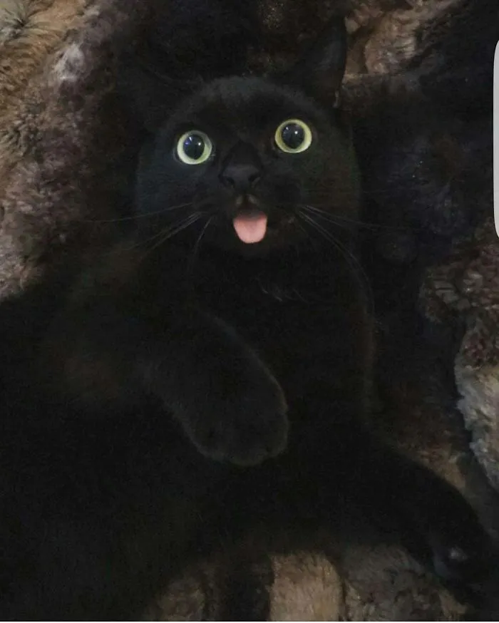 A cute black cat with wide eyes and tongue out, lying on a plush blanket.