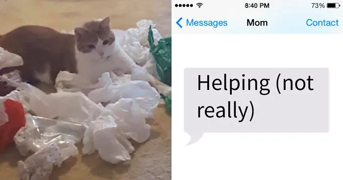 Daughter Shares Hilarious Cat Updates She Receives From Her Mom While She Stays Over At Her BF's House