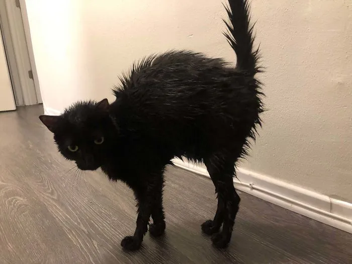 Wet black cat with arched back stands on a wooden floor, showing charm and personality.