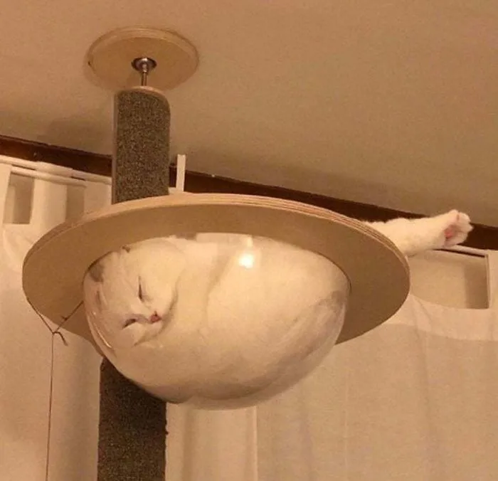 40 Cats That Fell Asleep In The Weirdest Places (New Pics)