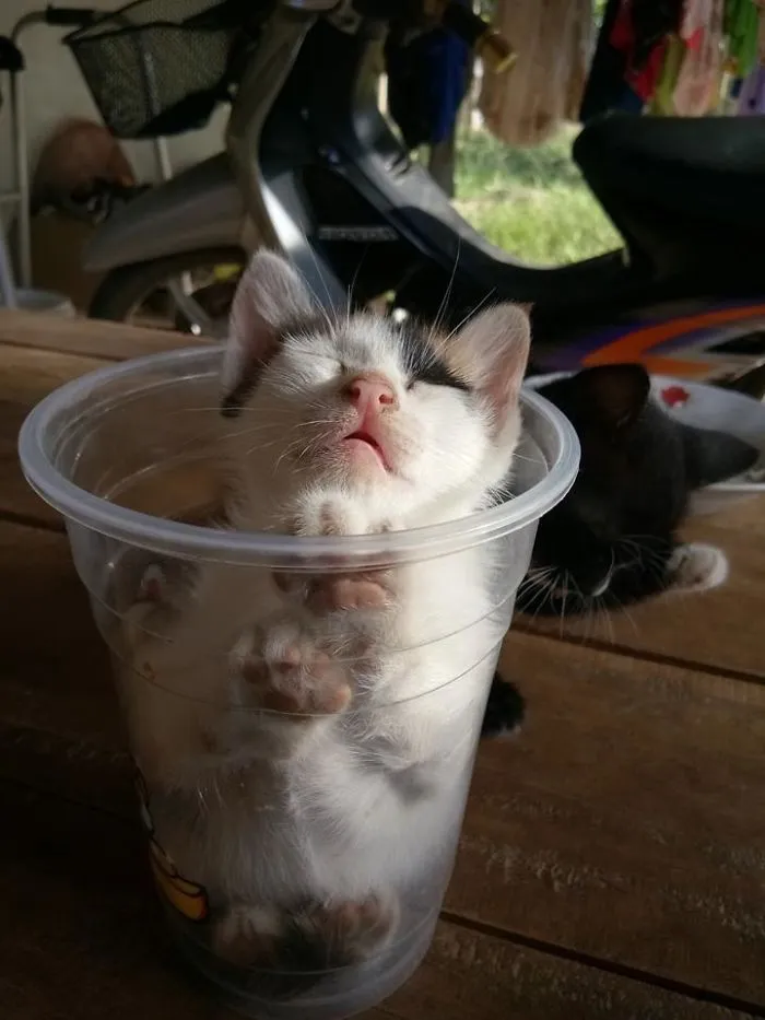40 Gatos que se quedaron dormidos en los lugares más raros (Nuevas imágenes)