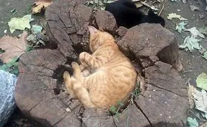 40 Cats That Fell Asleep In The Weirdest Places (New Pics)