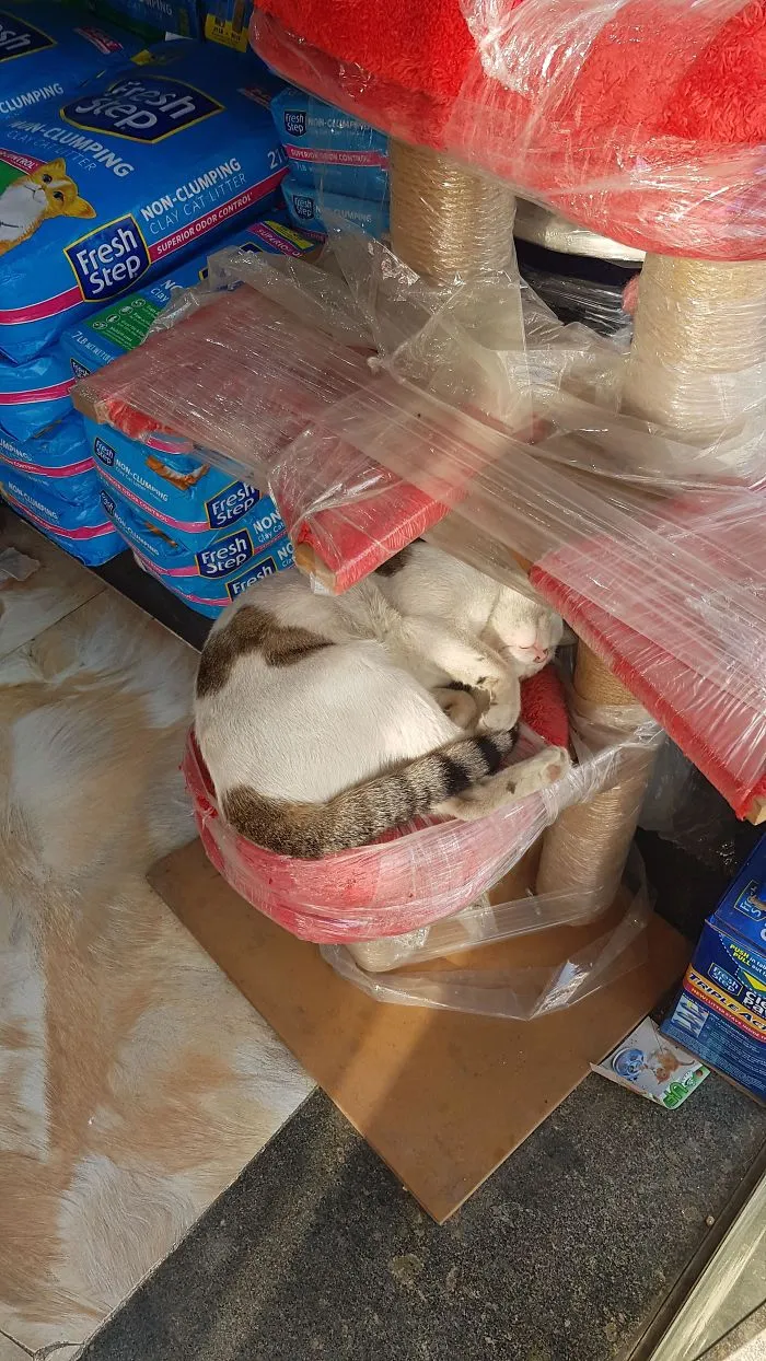 40 Cats That Fell Asleep In The Weirdest Places (New Pics)