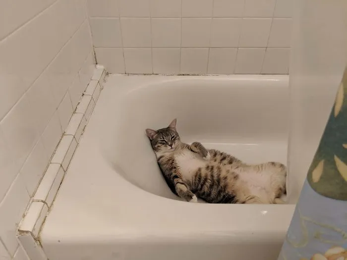 40 Gatos que se quedaron dormidos en los lugares más raros (Nuevas imágenes)