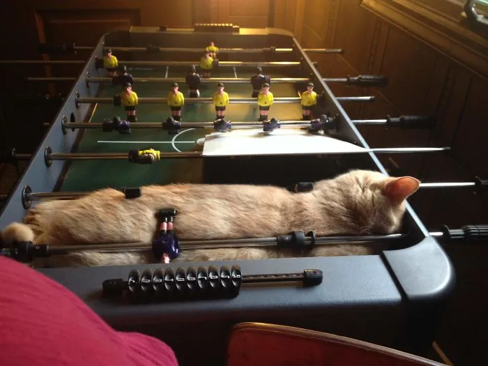 40 Cats That Fell Asleep In The Weirdest Places (New Pics)