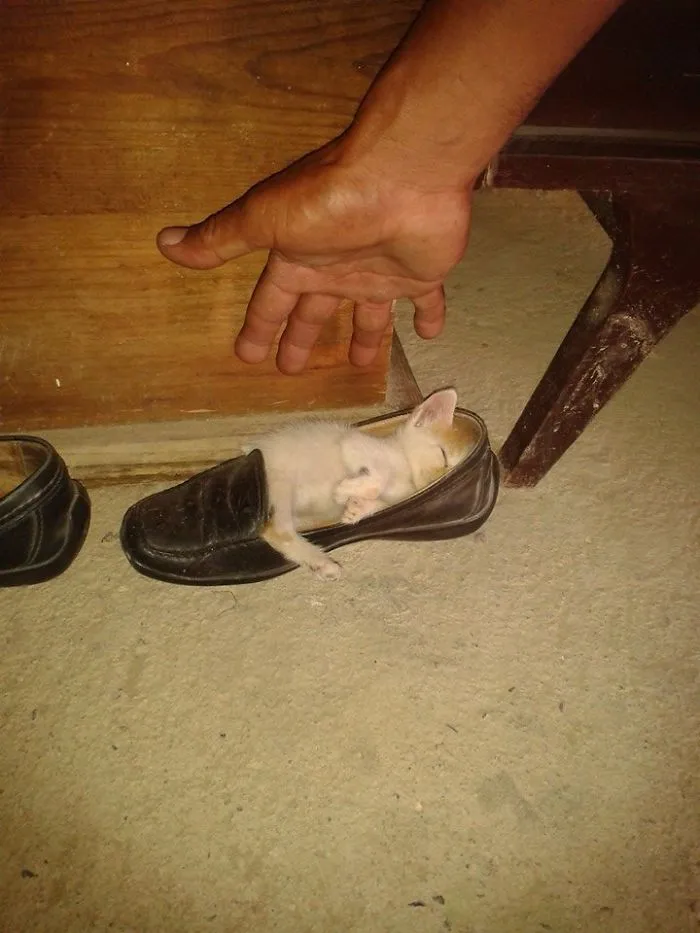 40 Cats That Fell Asleep In The Weirdest Places (New Pics)
