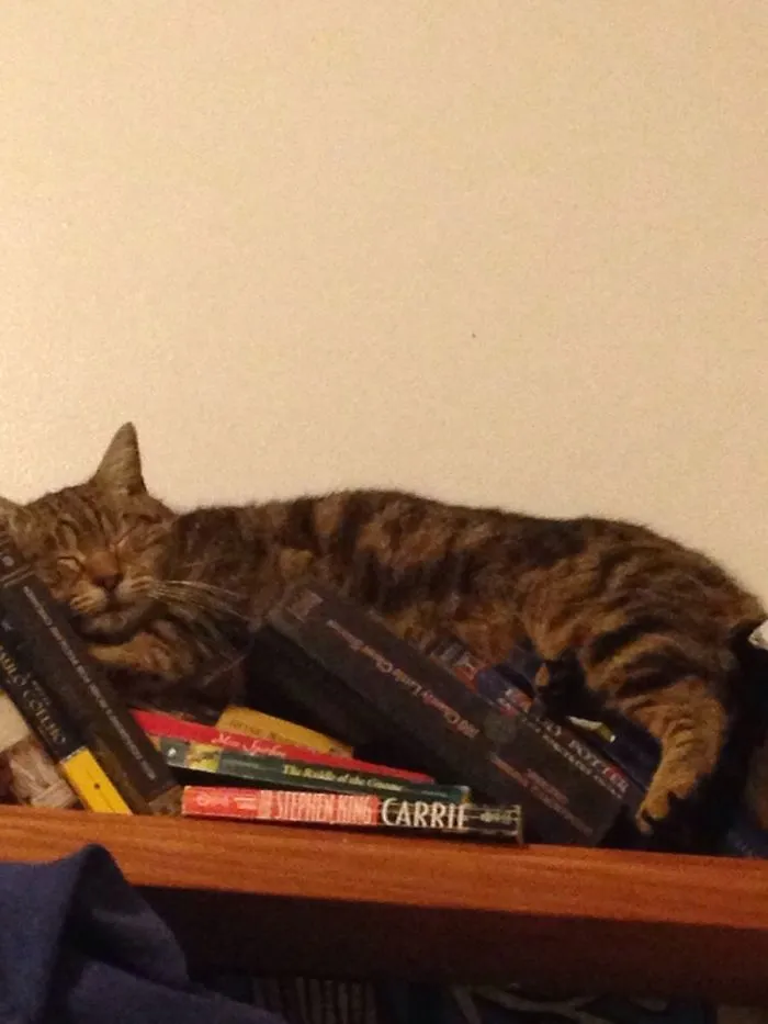 40 Cats That Fell Asleep In The Weirdest Places (New Pics)