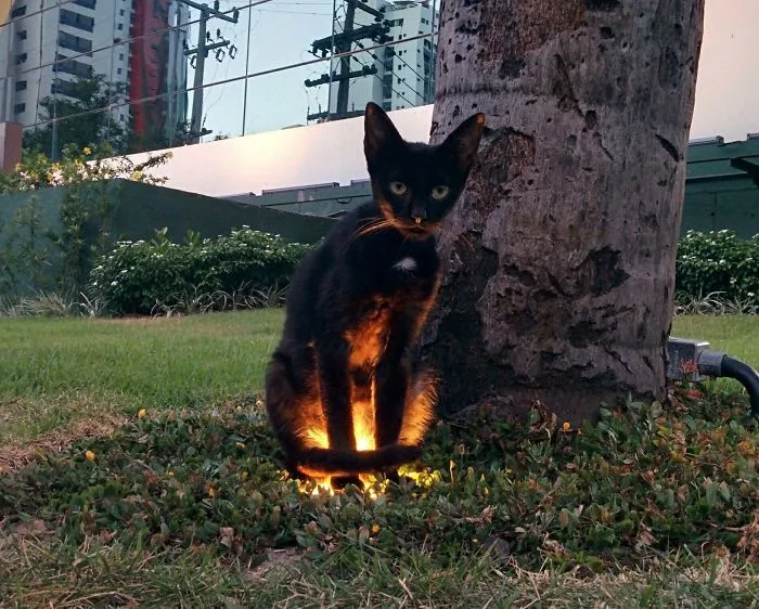 40 Wholesome Pics Of Black Cats To Show They Have Nothing To Do With Bad Luck