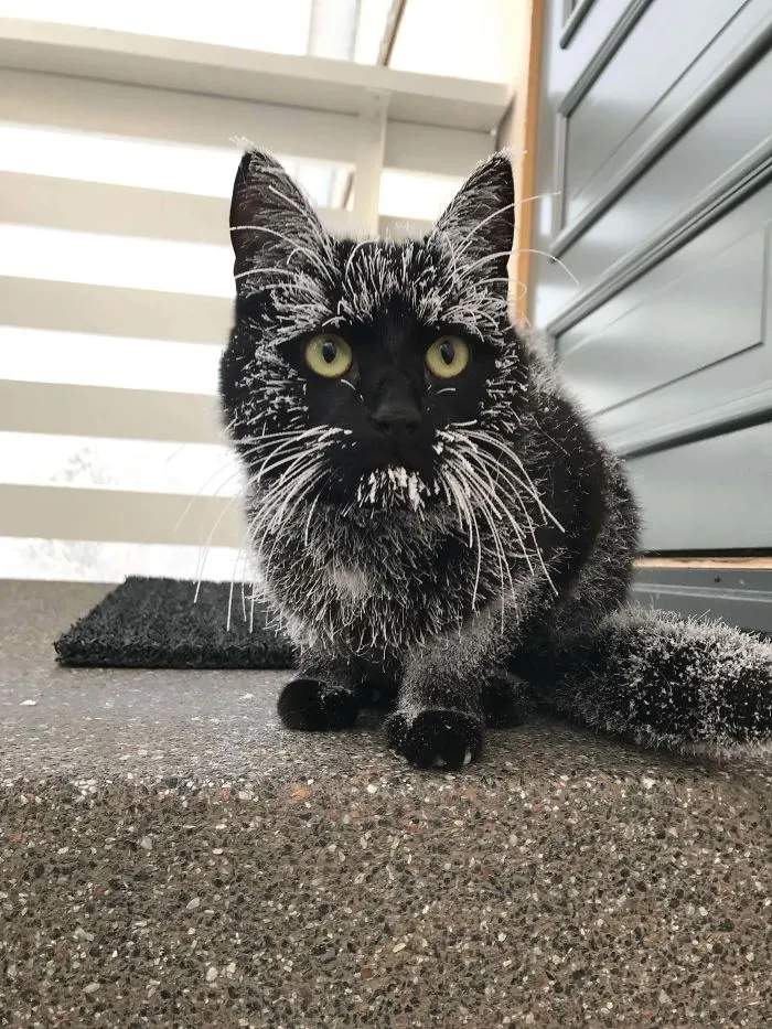 40 Reconfortantes fotos de gatos negros para demostrar que no tienen nada que ver con la mala suerte