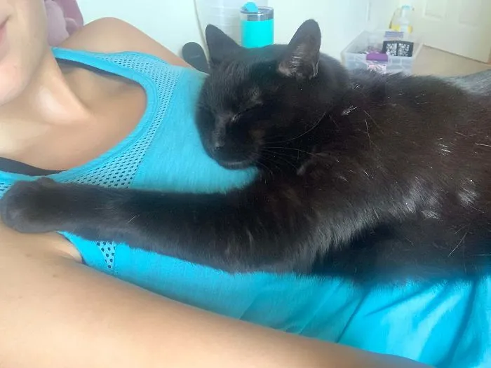 A black cat peacefully naps on a person wearing a blue shirt, showing their sweet and calm nature.