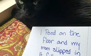 40 Hilarious Pets That Got Shamed Publicly For Being Naughty
