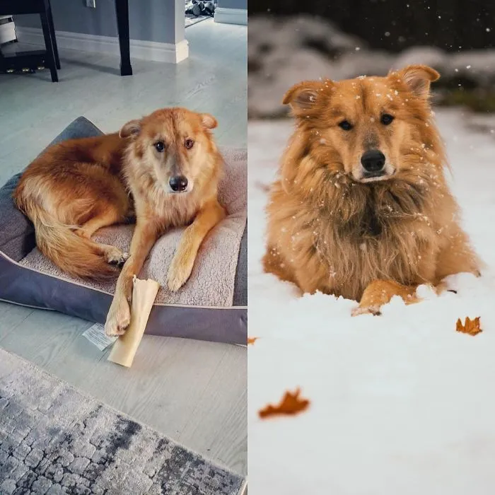 2 años tras ser adoptado y cada vez más peludo