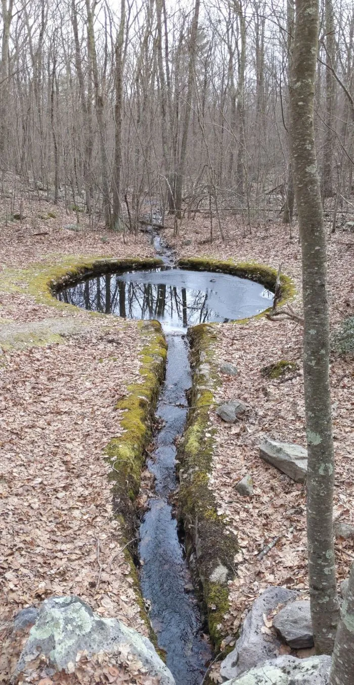 ¿Para qué es este estanque en medio del bosque?
