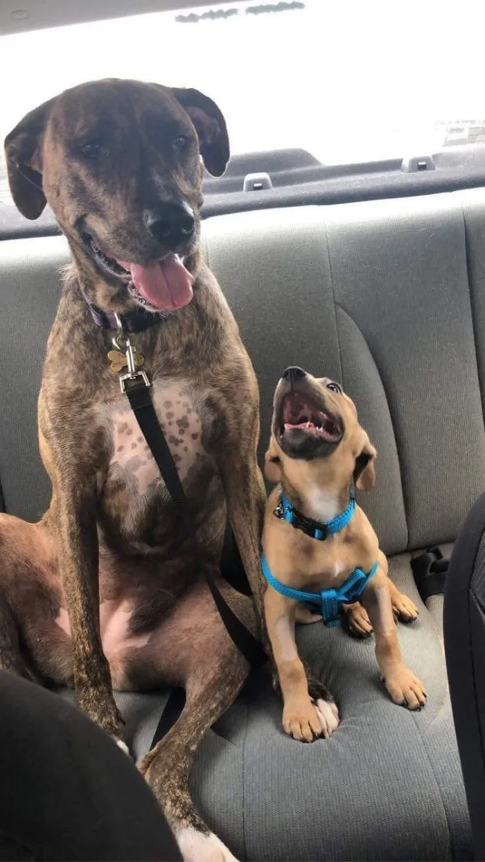 Addie y Chase, adoptados por mi hermano