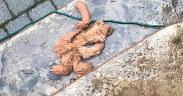 Wholesome Dad Finds Dog's 'Baby' Dying In The Rain, 'Hospitalizes' It And Sends Live Updates To The Family
