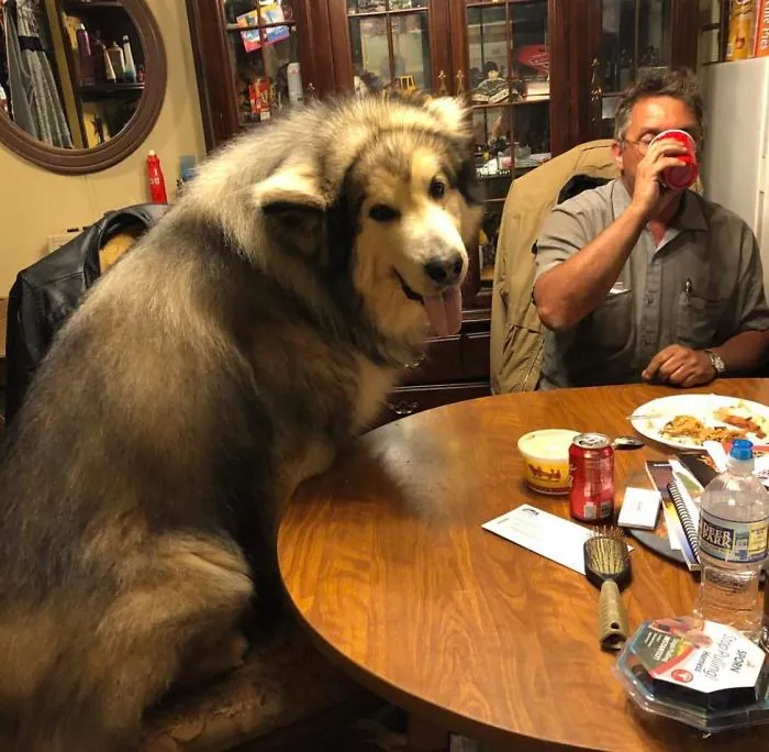 ¿Qué hay para cenar?