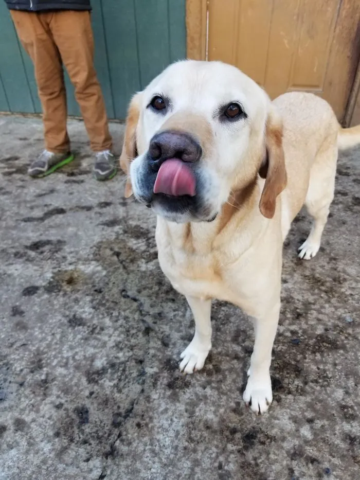 Moose fue adoptado por una pareja anciana con mucho tiempo que pasar con él junto a un lago en el que nadar