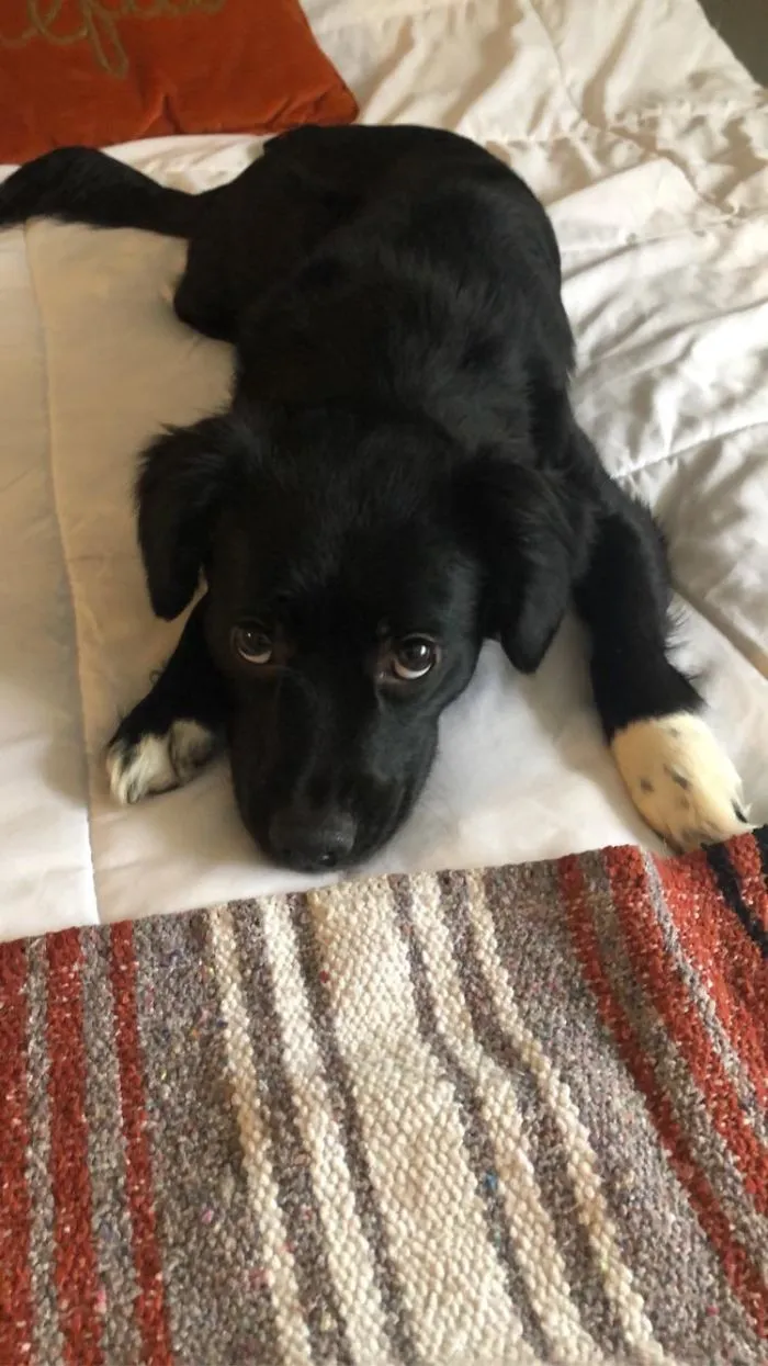 Acabo de adoptarla, y ha sido una buena decisión