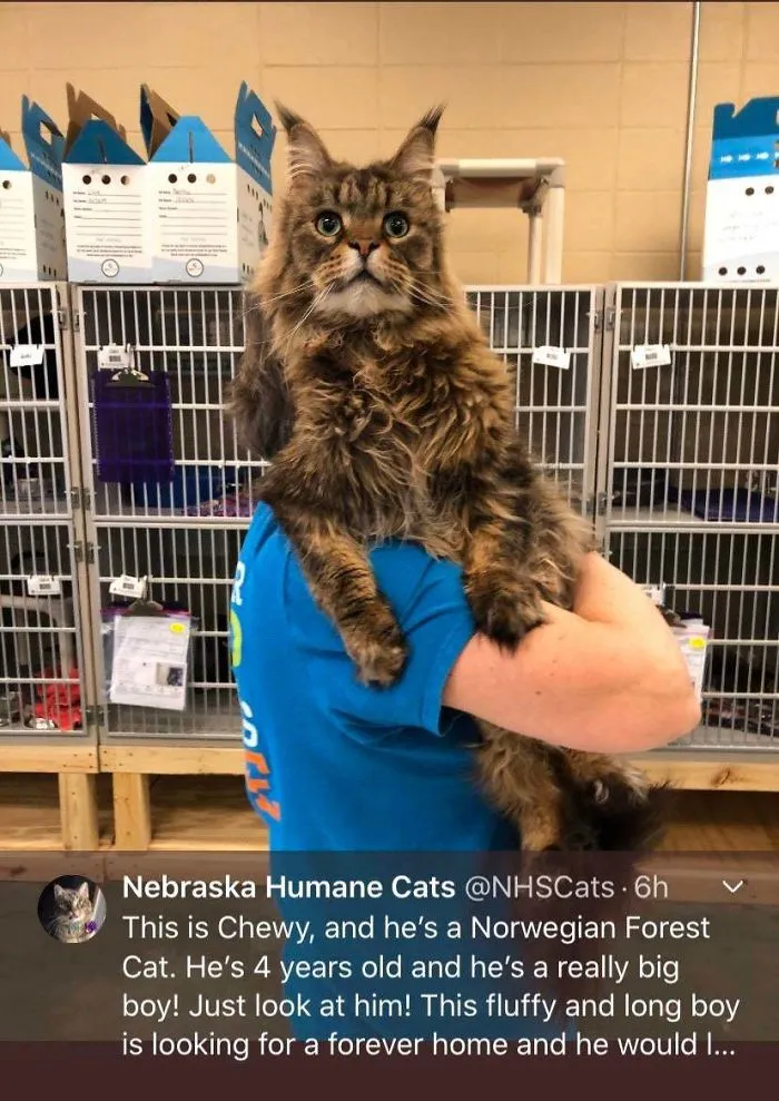 Chewie, adoptado en Nebraska