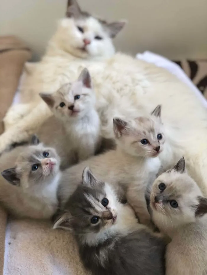 My Mom Adopted An Outdoor Cat After It Gave Birth To Some Kittens And Wanted To Give It Some Shelter