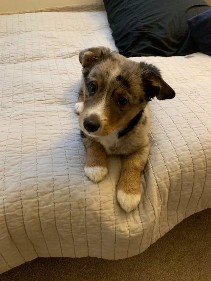 Perrito recién adoptado