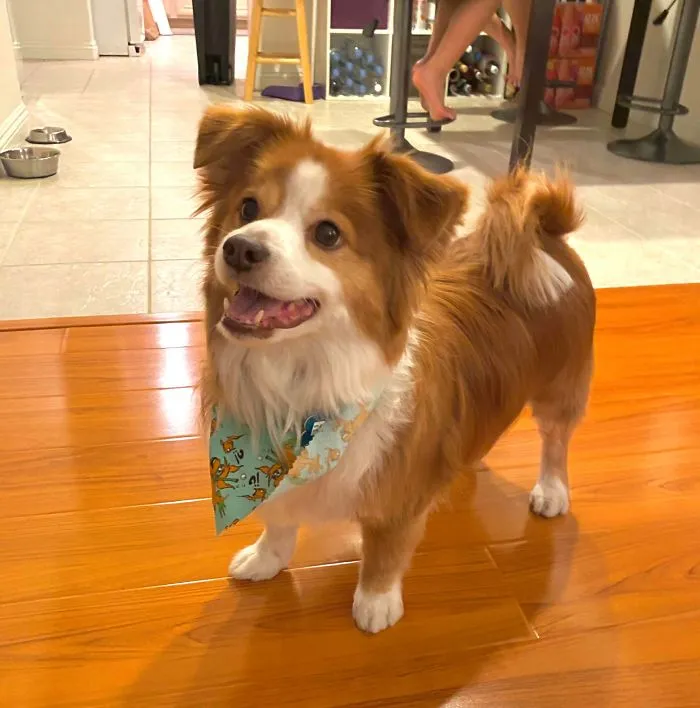 Riley, nuestro recién adoptado